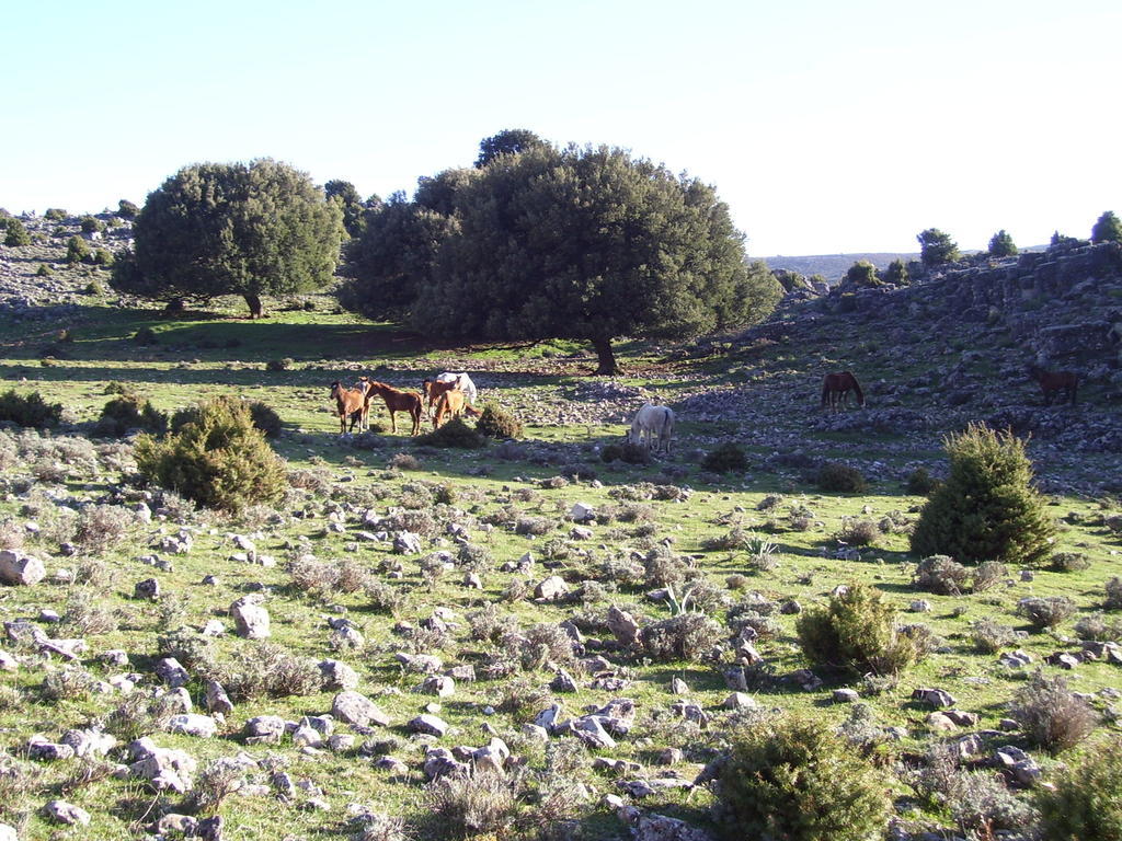 Agriturismo Didone Dorgali Eksteriør bilde